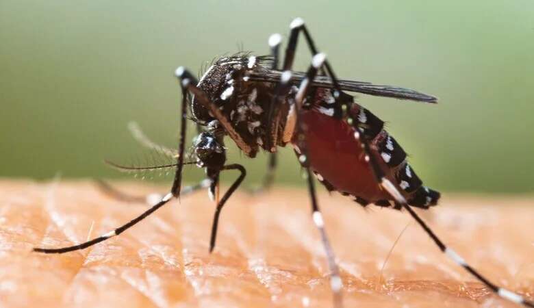 Dengue: sintomas, diagnóstico e tratamentos