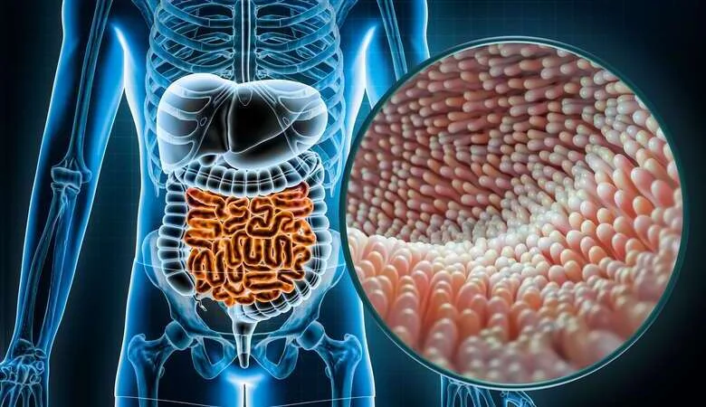 Afinal, o que é a flora intestinal? Conheça as bactérias do bem!