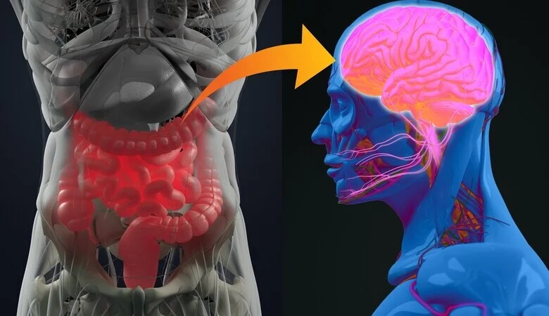 Segundo cérebro: qual a relação entre os sistemas digestivo e nervoso?