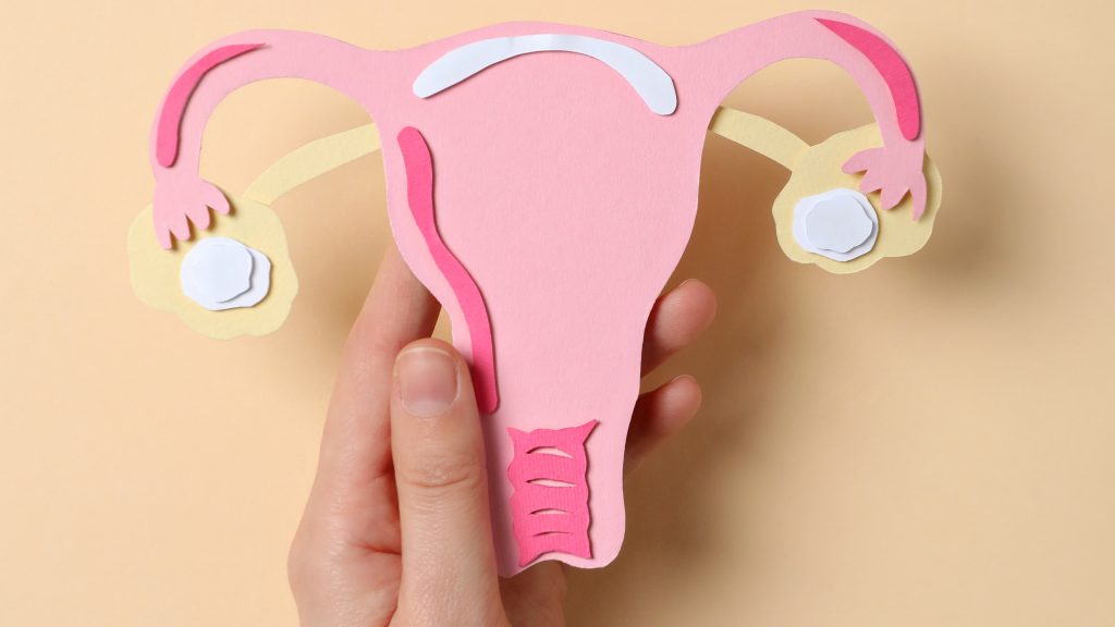 Mão segura um modelo de papel colorido de um útero com trompas de Falópio e ovários.
